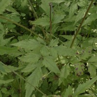 Bidens biternata (Lour.) Merr. & Sherff